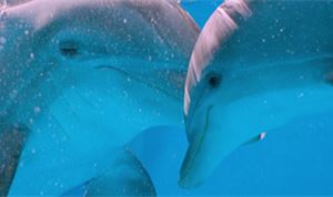 Spin VFX hits the water for  'Dolphin Tale 2'