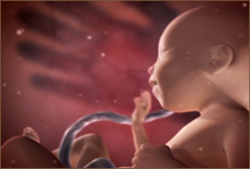 A digital 3D rendering of a fetus in the womb with an umbilical cord.