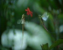 Two dragonflies hovering near a single small red flower against a blurred green background.