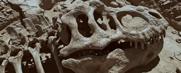 Close-up view of a large dinosaur skull fossil with visible teeth and eye sockets embedded in rock.