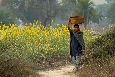 A person in dark clothing walks along a path, carrying a large woven basket on their head near yellow flowers.