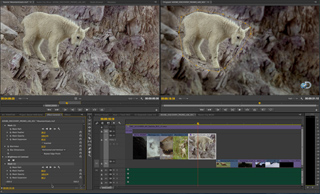 Split screen showing a mountain goat on a rocky slope, with a digital mask applied to the animal in the right frame.