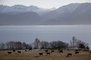 Cattle graze in a field overlooking a large lake with snow-covered mountains in the background.