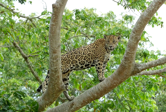 A leopard with spotted fur stands on a thick tree branch amidst green leaves.