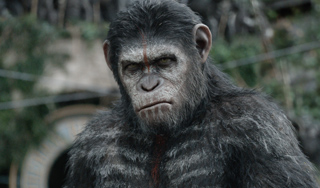 A chimpanzee with dark fur and a vertical red stripe on its forehead looking forward.
