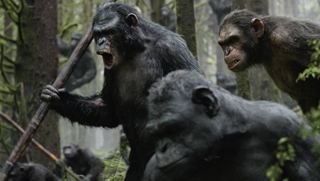 Several chimpanzees move through a dense, misty forest with one holding a long wooden staff.