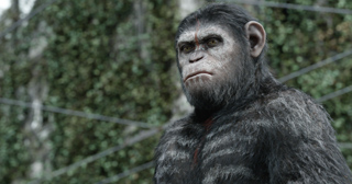 A chimpanzee with dark fur and a thin red vertical line on its forehead looks toward the side.