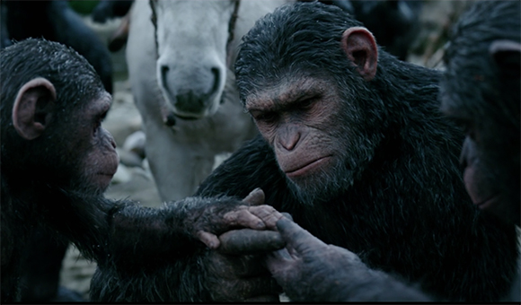 Three chimpanzees huddle together, touching hands, with a white cow in the background.