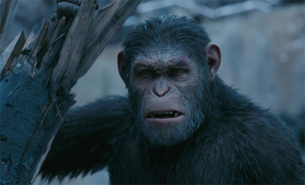 A close-up shot of a chimpanzee with dark fur and a small scar above its right eye.