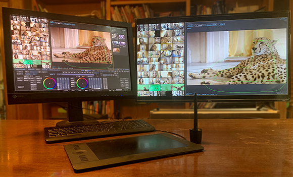 Two computer monitors showing video editing software with various clips of a cheetah.