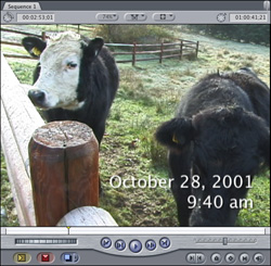 A black and white cow and a black cow stand in a frosty field by a wooden fence.