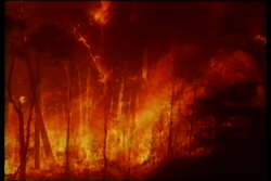 Intense orange and red flames engulfing trees in a dark forest during a wildfire.