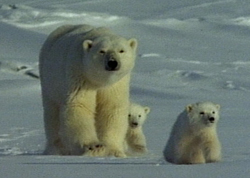 An adult polar bear stands in a snowy landscape next to two small polar bear cubs.