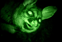 A small furry mammal with large eyes and ears seen through green night vision.