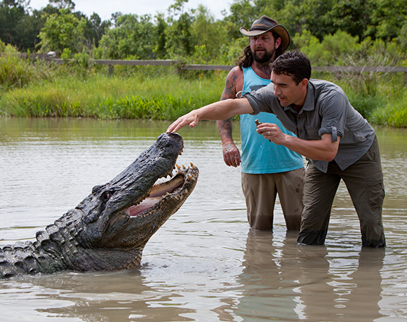Two men stand in a pond as an alligator rises from the water with its mouth open.