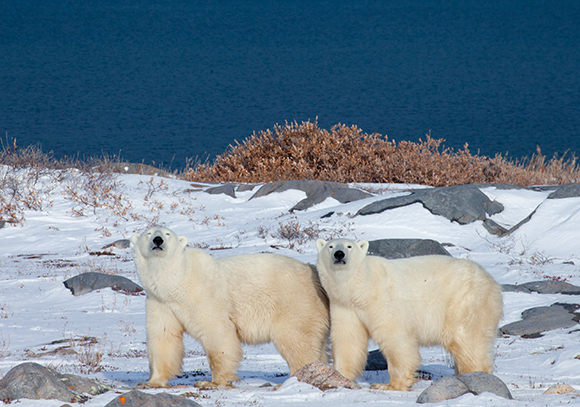 Two polar bears stand side-by-side on a snowy, rocky terrain with a blue body of water in the background.