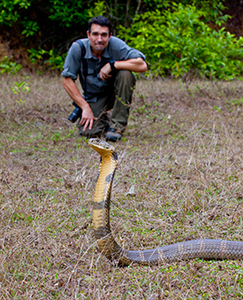 A man crouches in a grassy field behind a cobra that is rearing up with its hood spread.