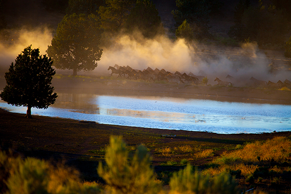 A herd of animals moves through thick morning mist along the edge of a calm lake at sunrise.