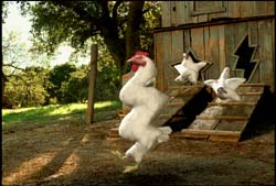 A white chicken runs across a dirt yard in front of a rustic wooden barn with star-shaped holes.