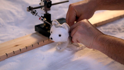 Hands adjusting a small white stuffed animal on a wooden track set in the snow.