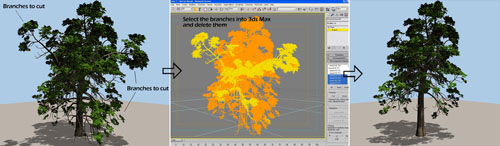 Diagram showing a 3D tree model being selected in software and then pruned.