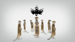 Seven meerkats stand upright in a row under a black maple leaf made of paw prints on a gray background.