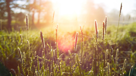 Sunlight shines through tall blades of grass in a meadow at sunrise.