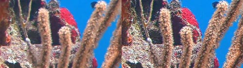Two identical side-by-side views of tan sea fans and red coral against a blue ocean background.
