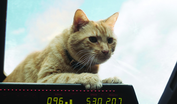 An orange tabby cat rests its paws on a dashboard, looking out a window at a bright sky.