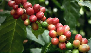 A close-up of a coffee branch laden with red, orange, and green coffee cherries among green leaves.