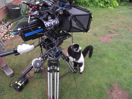 A black and white monkey stands on a lawn next to a large professional film camera mounted on a tripod.