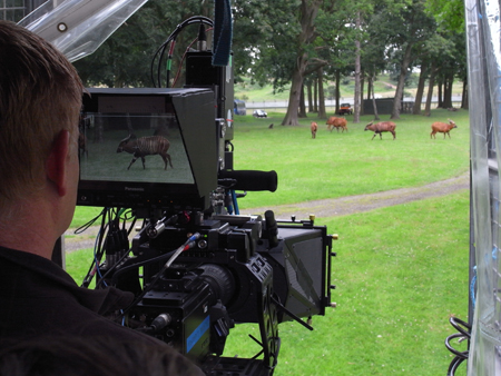 A person operates a professional video camera pointed at several deer running through a grassy field.