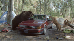 A large brown bear leans on a red car while a smaller tan bear stands on its hind legs by the driver's side.