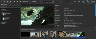 Video editing software interface showing a clip of a dark fish swimming in an aquarium.