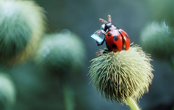 A red ladybug with black spots sits atop a fuzzy, green spherical seed head against a blurred background.