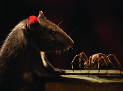 A brown rat looking closely at a large spider on a wooden surface in dim lighting.