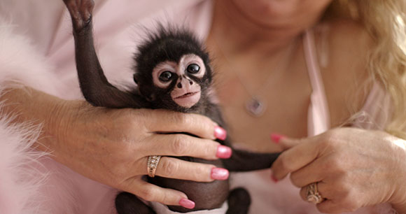 A person with pink manicured nails holds a small, dark-furred baby monkey with large eyes.