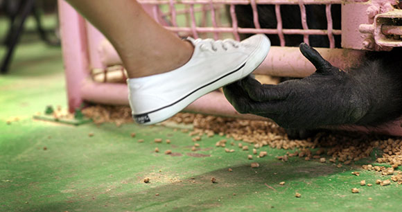 A person wearing a white sneaker touches the dark hand of an animal through the bars of a pink cage.