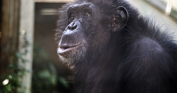 A close-up profile of a chimpanzee looking up with a thoughtful expression.
