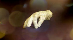 A small, white, textured organism with a curved shape against a dark, bokeh background.