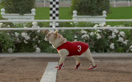 A pug in a red racing vest with the number 3 and small red sneakers running on a dirt track.