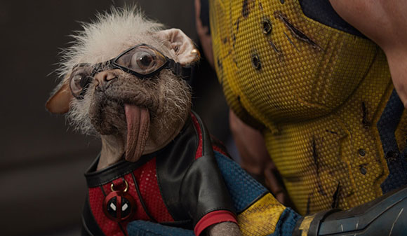 A small, grey, scruffy dog wearing glasses and a red and black superhero outfit.