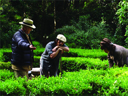 Three people standing among dense green hedges in a garden setting.