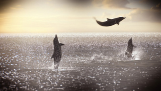 Three dolphins leaping out of the ocean against a sunset sky.