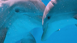 Two dolphins swimming close together in bright blue water with small bubbles.