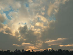Fluffy white and grey clouds illuminated by golden light above a dark silhouette of trees.