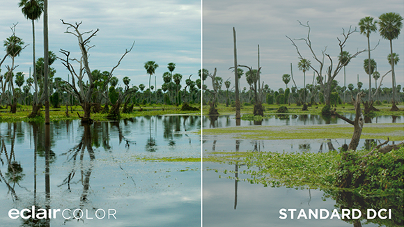 Split view of a swamp with palm trees under a cloudy sky, comparing eclairCOLOR and STANDARD DCI color profiles.