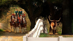 A horse-drawn carriage with riders travels down a path past a longhorn cow standing near a white fence.