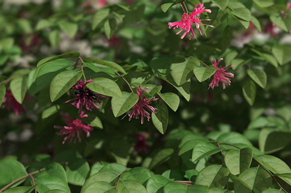 Pink, spindly flowers blooming among dense green leaves on a bush.