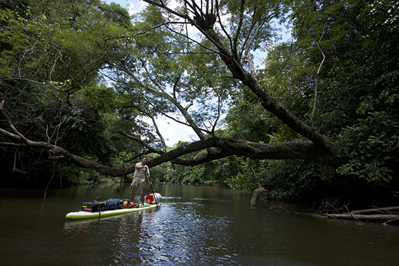 A person on a paddleboard navigates a calm river under a large, overhanging tree branch in a lush forest.